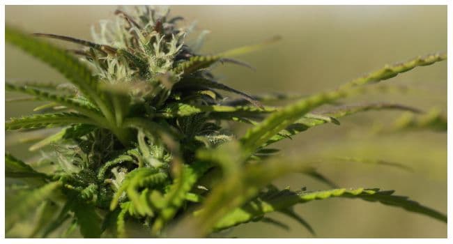 Cannabis Extract Relieves Chronic Back Pain -Trial