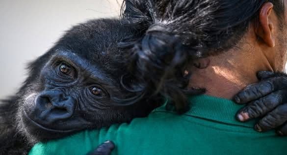 From Trafficking To Freedom: Baby Gorilla Rescued In Turkey To Return To Nigeria